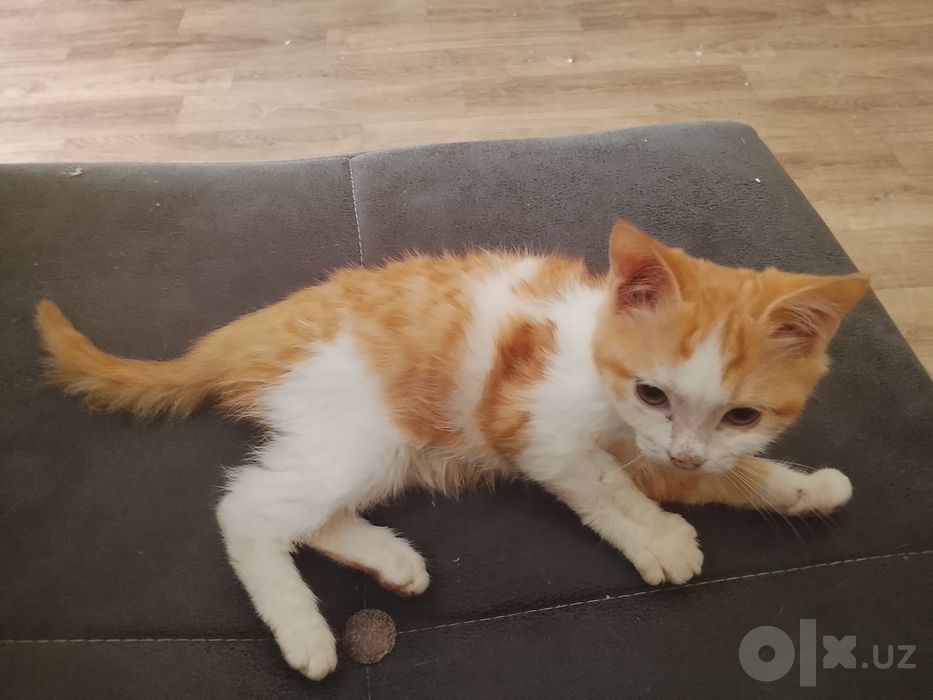 Отдам даром котята только в хорошие руки.