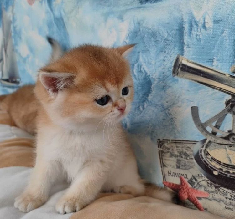 Котята золотая шиншилла