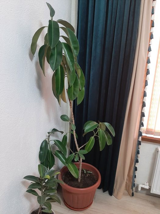 Фюкс домашний цветок