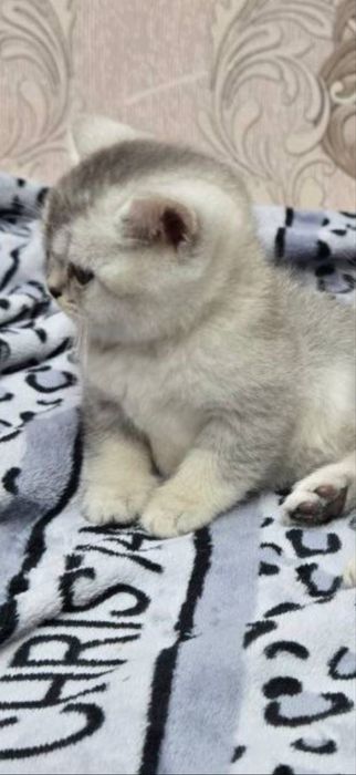 Продается котенок мальчик