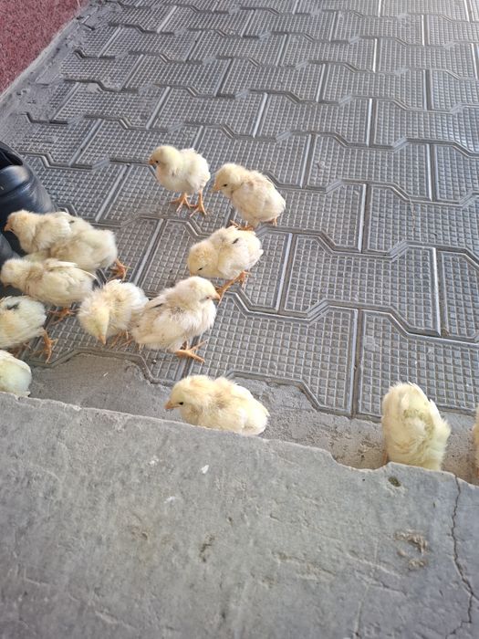 20 25kunlik jojalar soglom