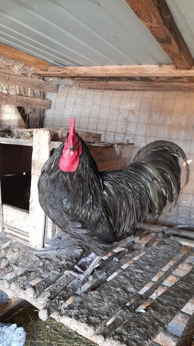 Vhnd oua de auroslop