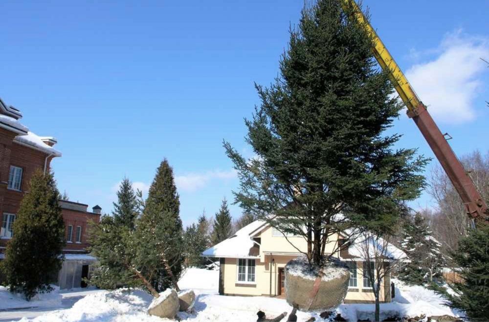 КРУПНОМЕРЫ ели голубые, ели зеленые, сосны