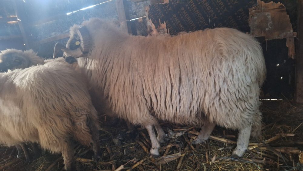 Vând oi breze bine întreținute