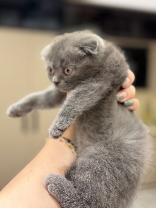 Продаётся котёнок