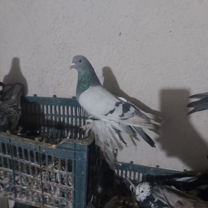 Уди самец тяга 20 25 метров