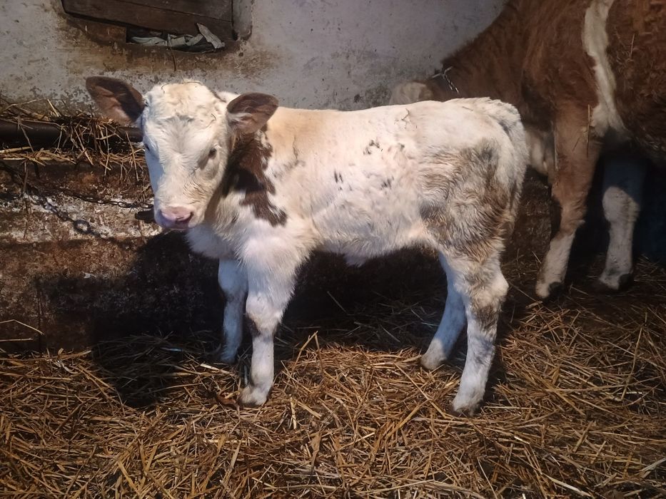 Vând un tăuraș baltat și o vitea belgiana