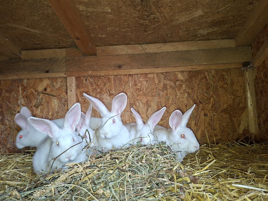 Hycole de 2.5-3.5 luni