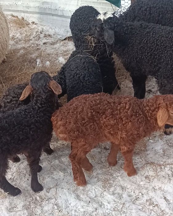 Қойлар буаз қозылы