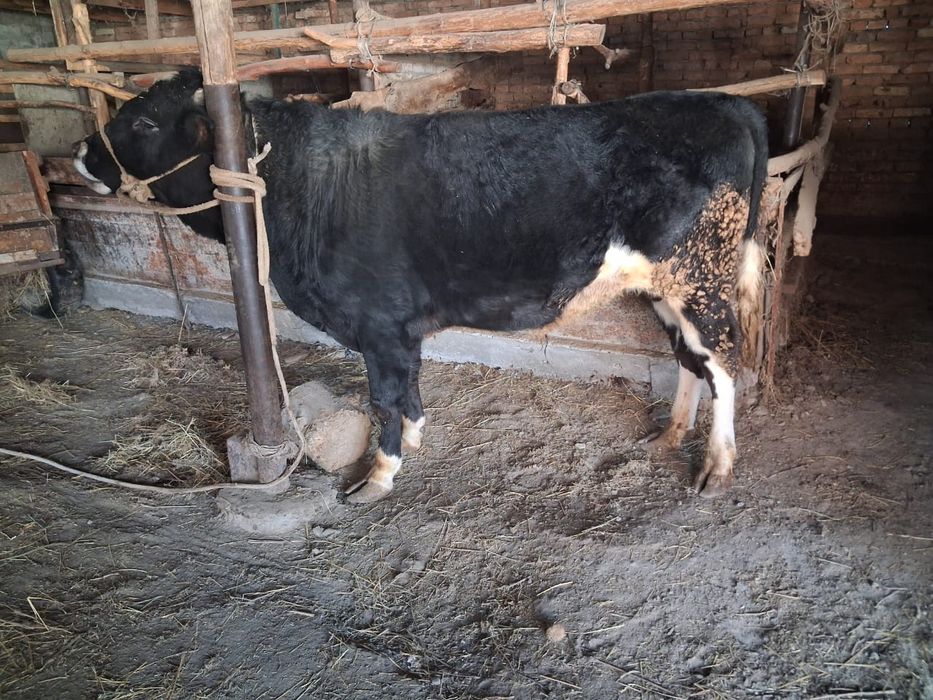 Бычок,бык на откорме