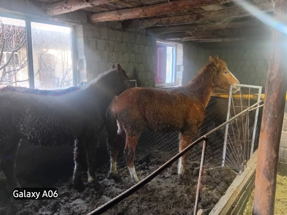 Тайлар сатылады 2 еркек 2 ургашы