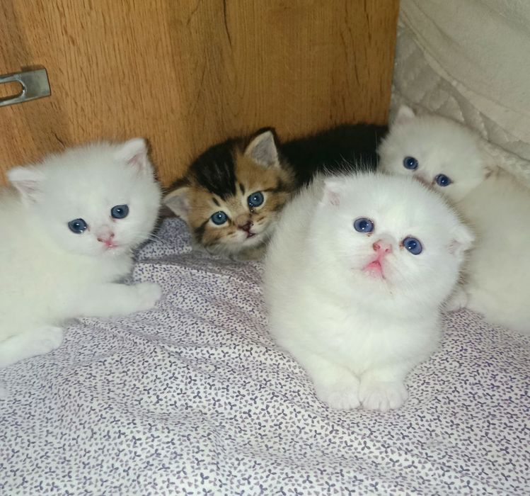 Продаются шикарные элитные  котята