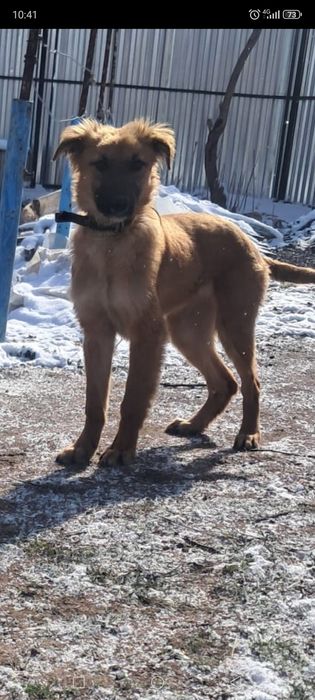 Отдам щенка мальчика.