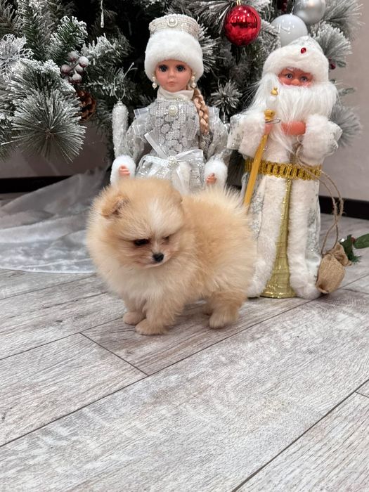 Продам щенков мини шпица