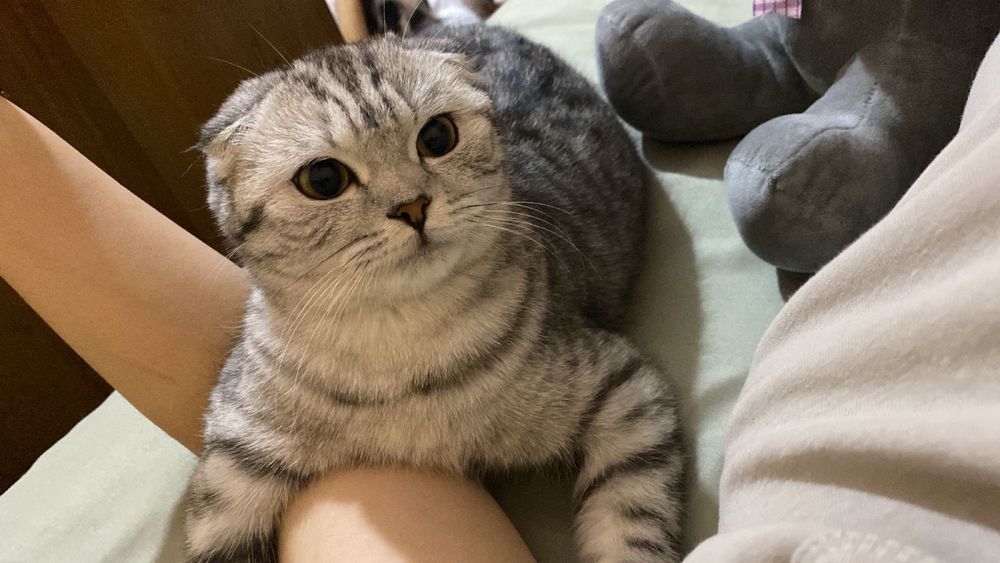 Шотландская вислоухая кошка