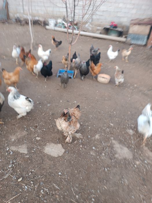 Домашний тауықтар бар