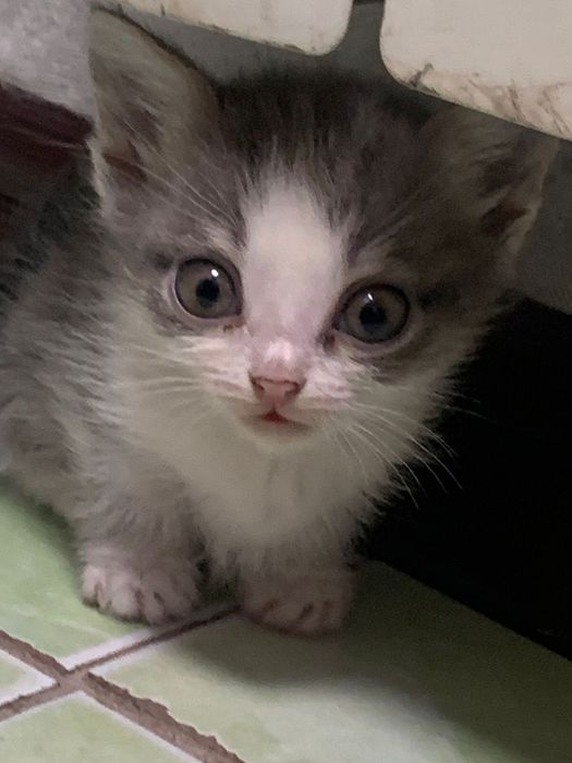 Отдам в добрые ручки.