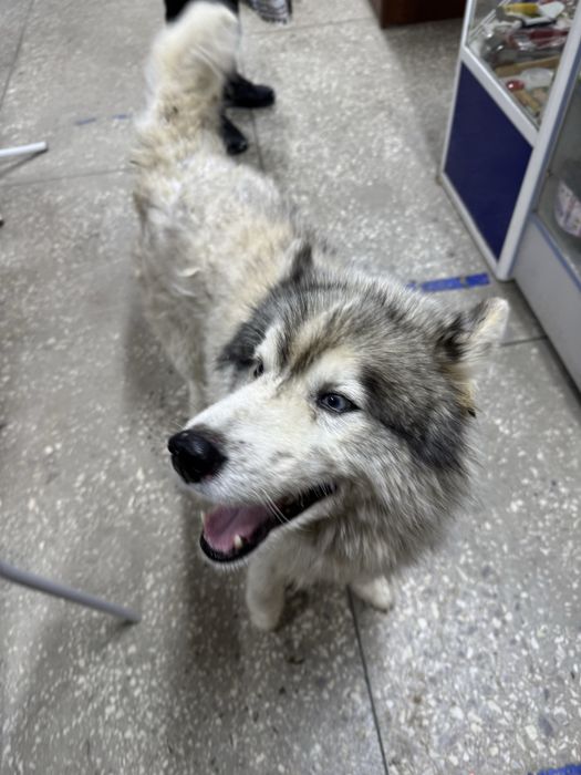 Отдам хаски в добрые руки