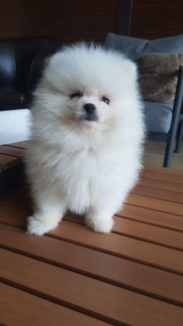 Pomeranian Boo Poza Reală Iasi • 