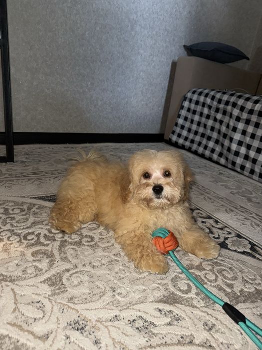 Мальтипу (щенок 9 месяцев)