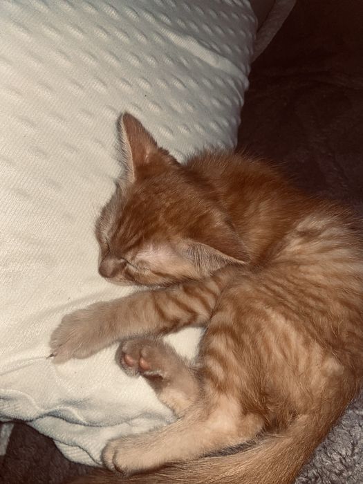 Котята, отдам в хорошие руки