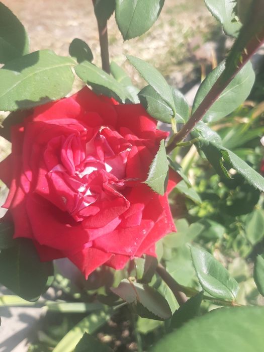 Продам розы, хосты