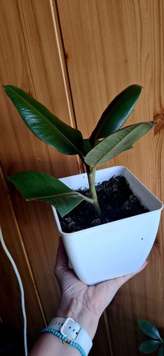 Комнатные цветы обмен