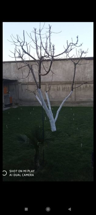 Sadovnik bogʻbon xizmati