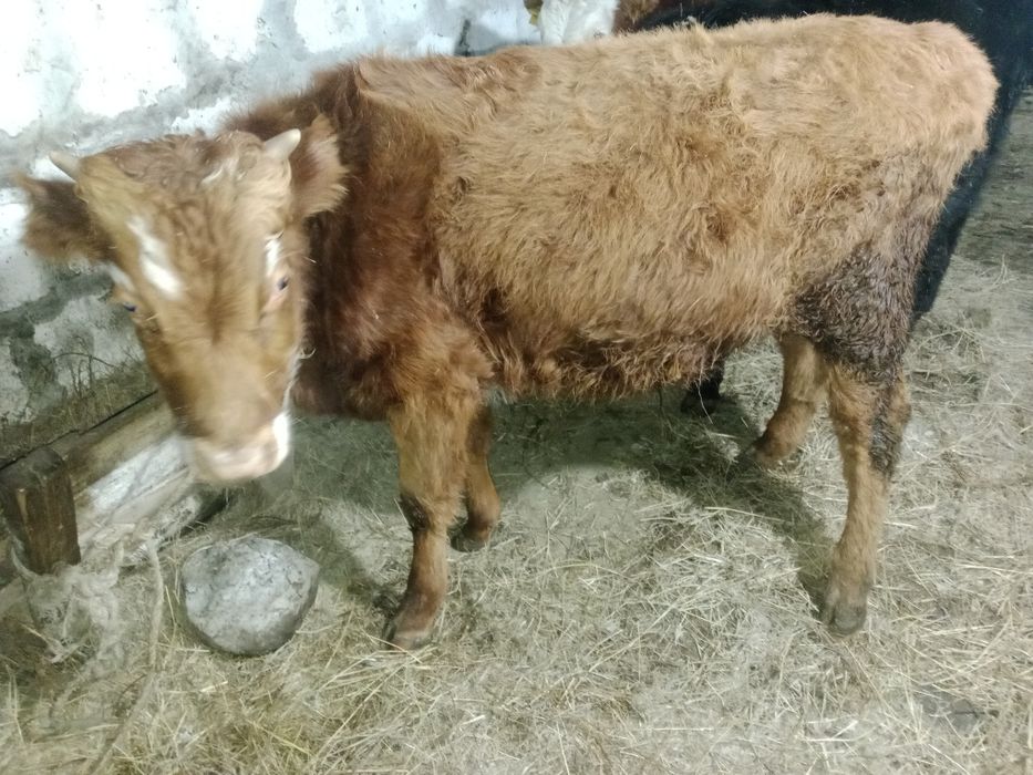 Еркек баспактар сатылады