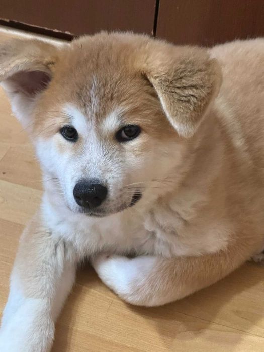 Акита Ину Родословие