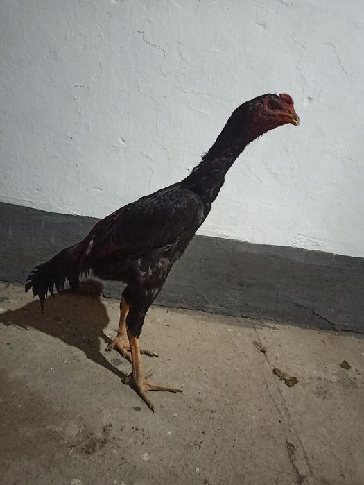 20-aprelda chiqqan joʻjalar sotiladi hali qichqirmagan