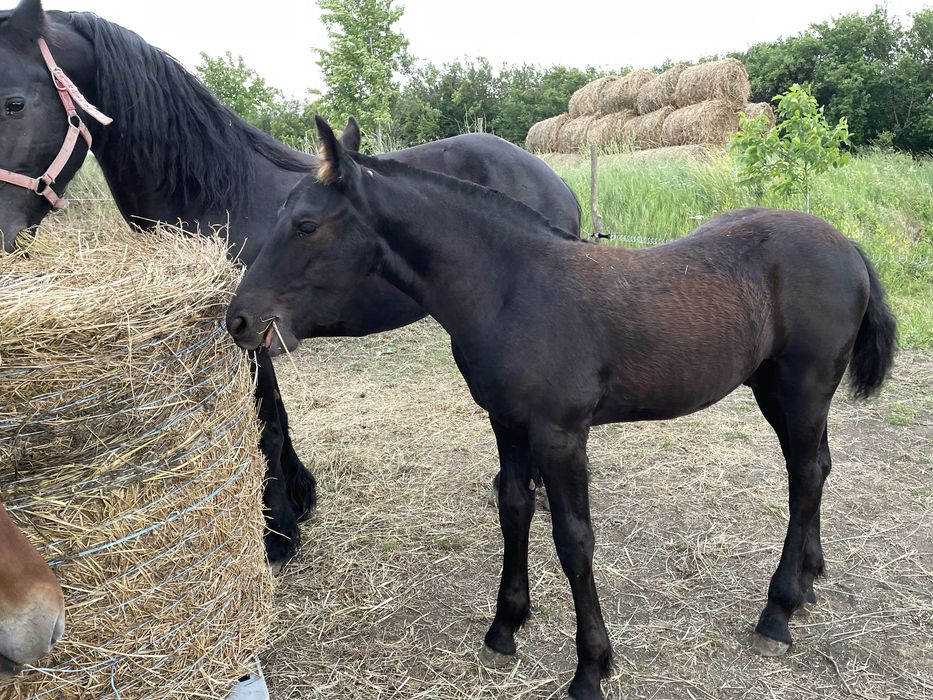 Vand manz frizian