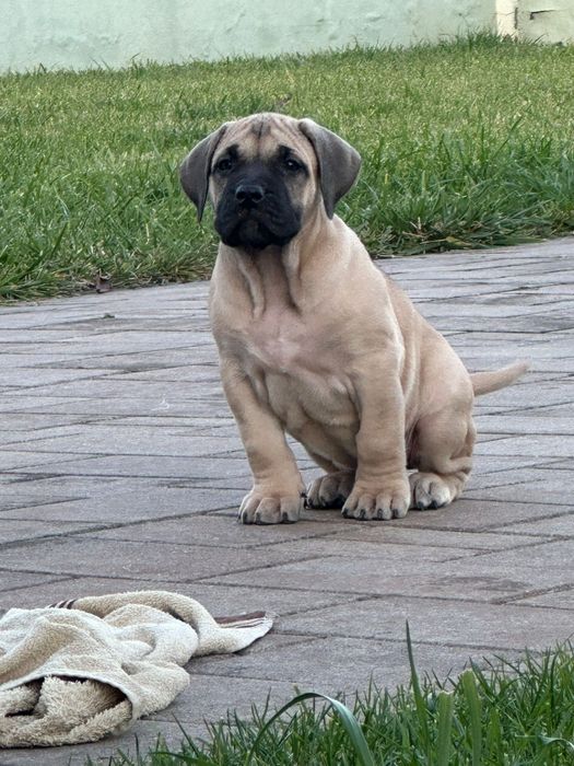 Presa Canario, Pedigree FCI tip A, Părinți Campioni,