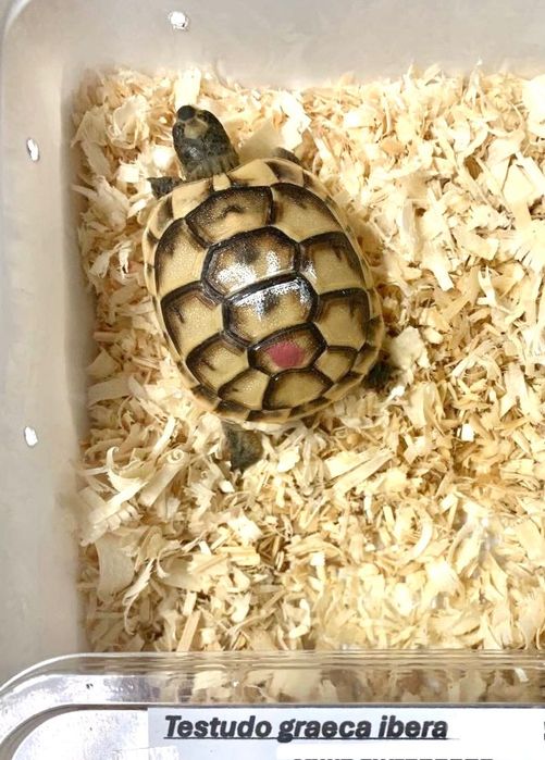 Костенурка, Testudo Graeca