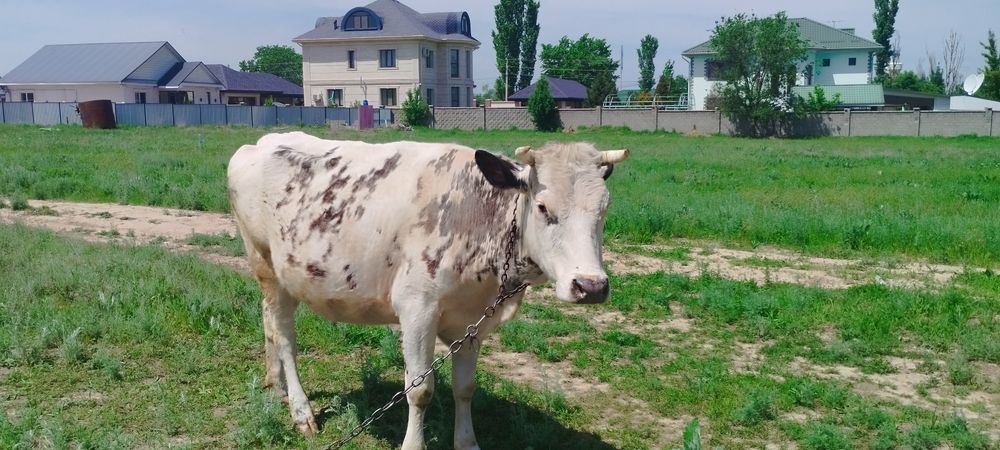 Здравствуйте прадаем корову
