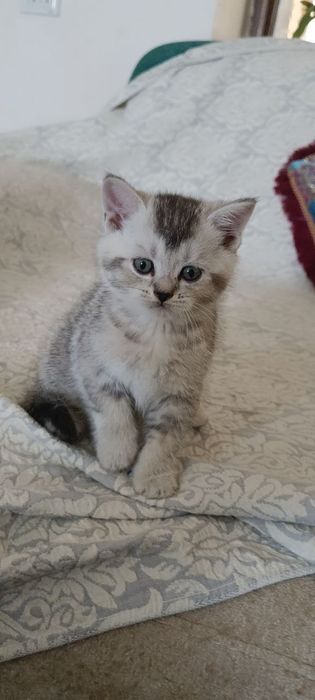 Мушукчалар Шиншила зотли