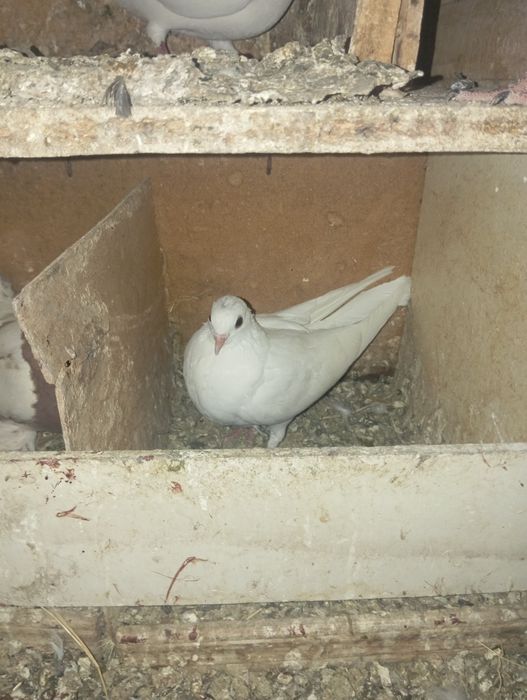 Sotiladi Toshkent shahar Bektemir tumani