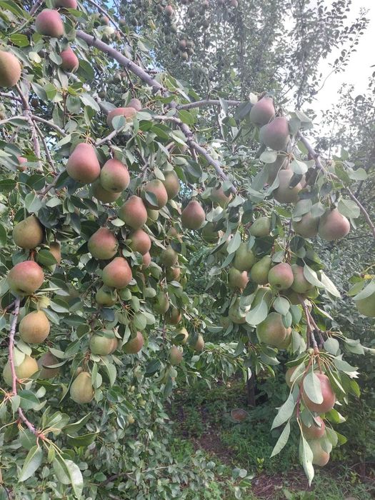 Продам дачу на Айгуле