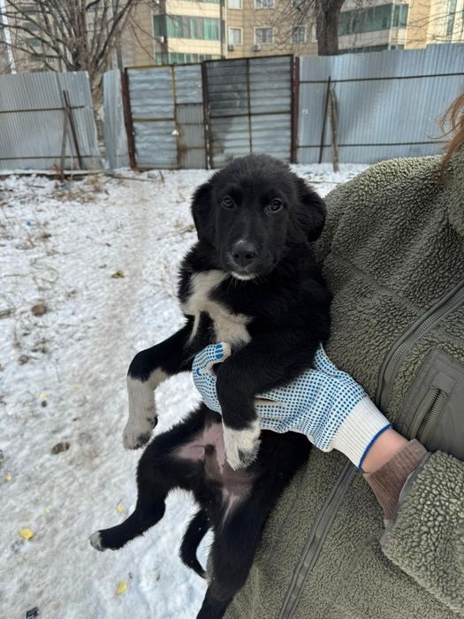 Отдам в добрые руки щенков