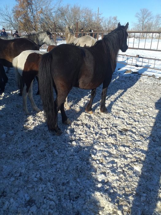 Продам жеребых лошадей 600 тыс.тг.