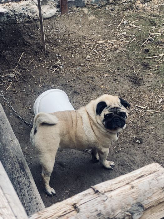 Продам мопс  в хорошие руки