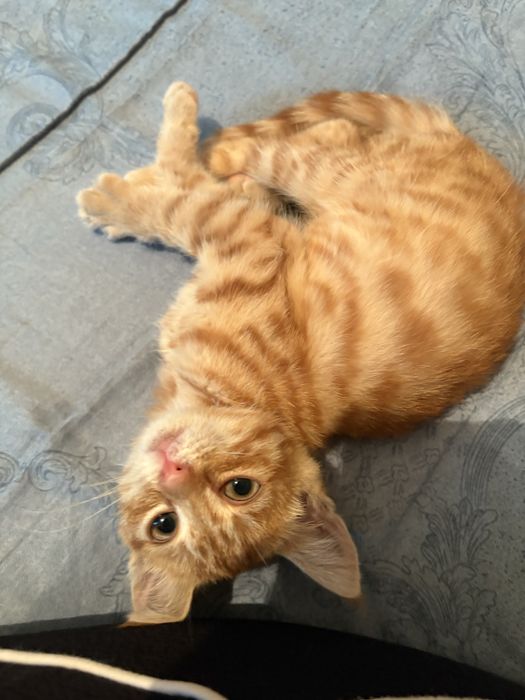 Отдам котенка в добрые руки