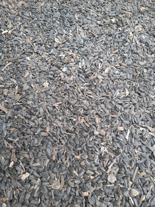 700 kg floarea soarelui