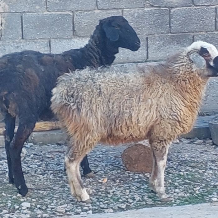 Қой,  тоқты  Самал-2