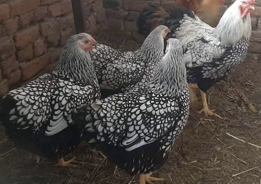 Разплодени яйца от Сребърен Виандот