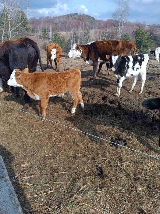 Продава крави и телета!