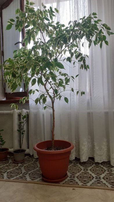 Комнатные растения