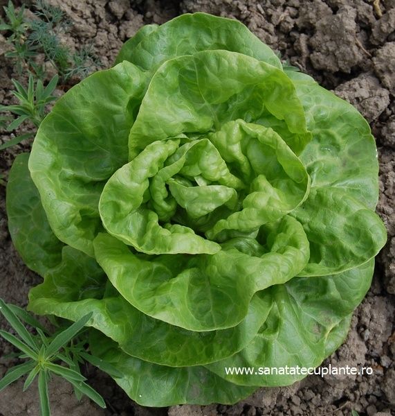 Seminte salata de calitate foarte buna