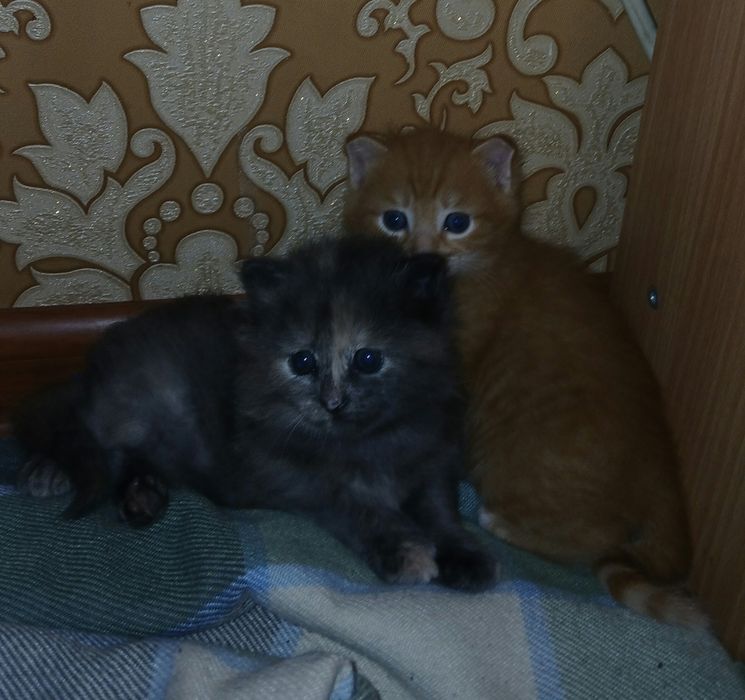 Котята в добрые руки