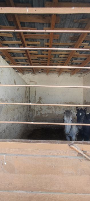 Место для содержание лошадей прогулка, уход,питание  ест  камера  набл